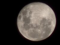 Profile picture Nelson Dos Santos